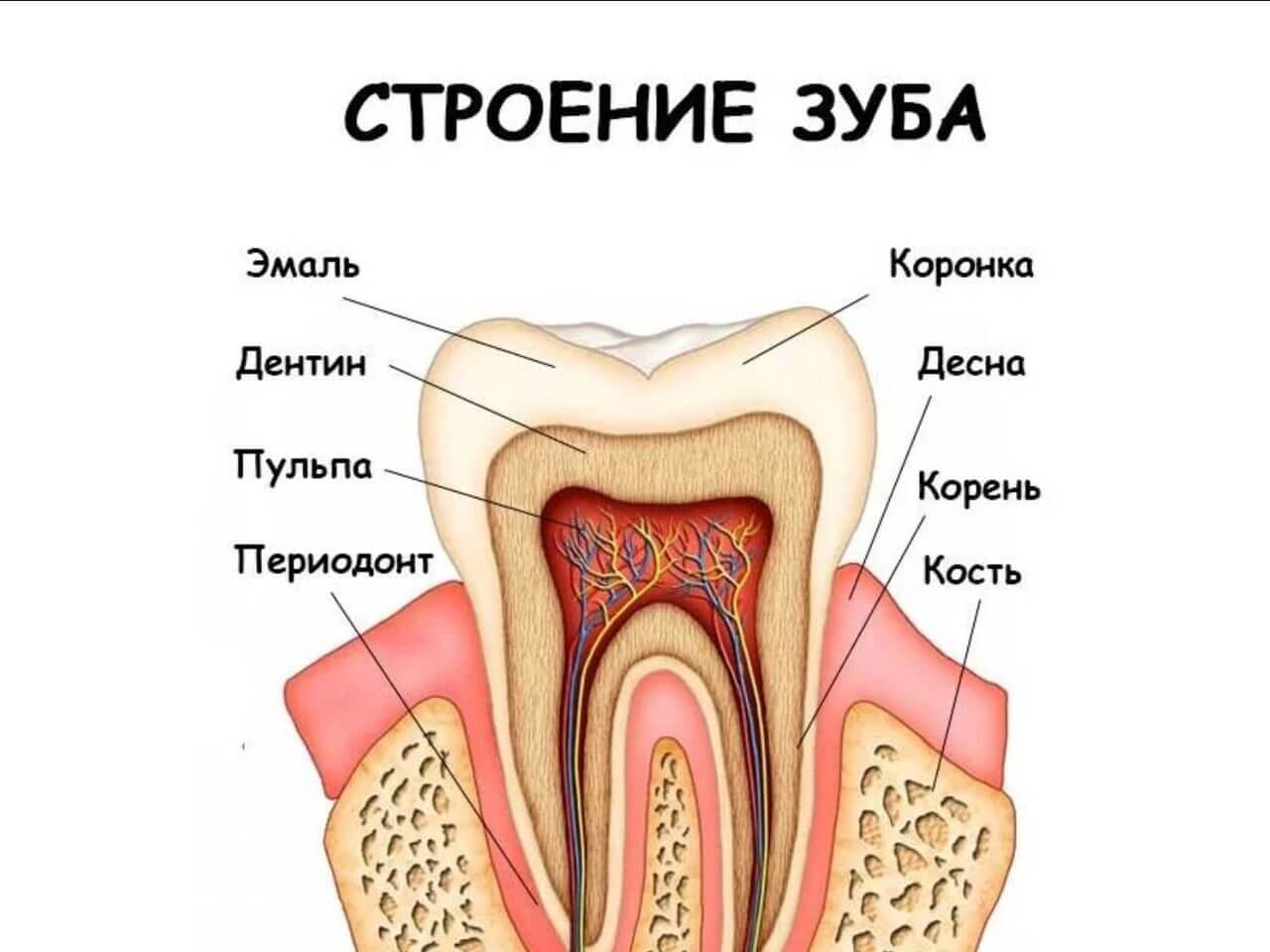 Как Выглядит Зуба Фото